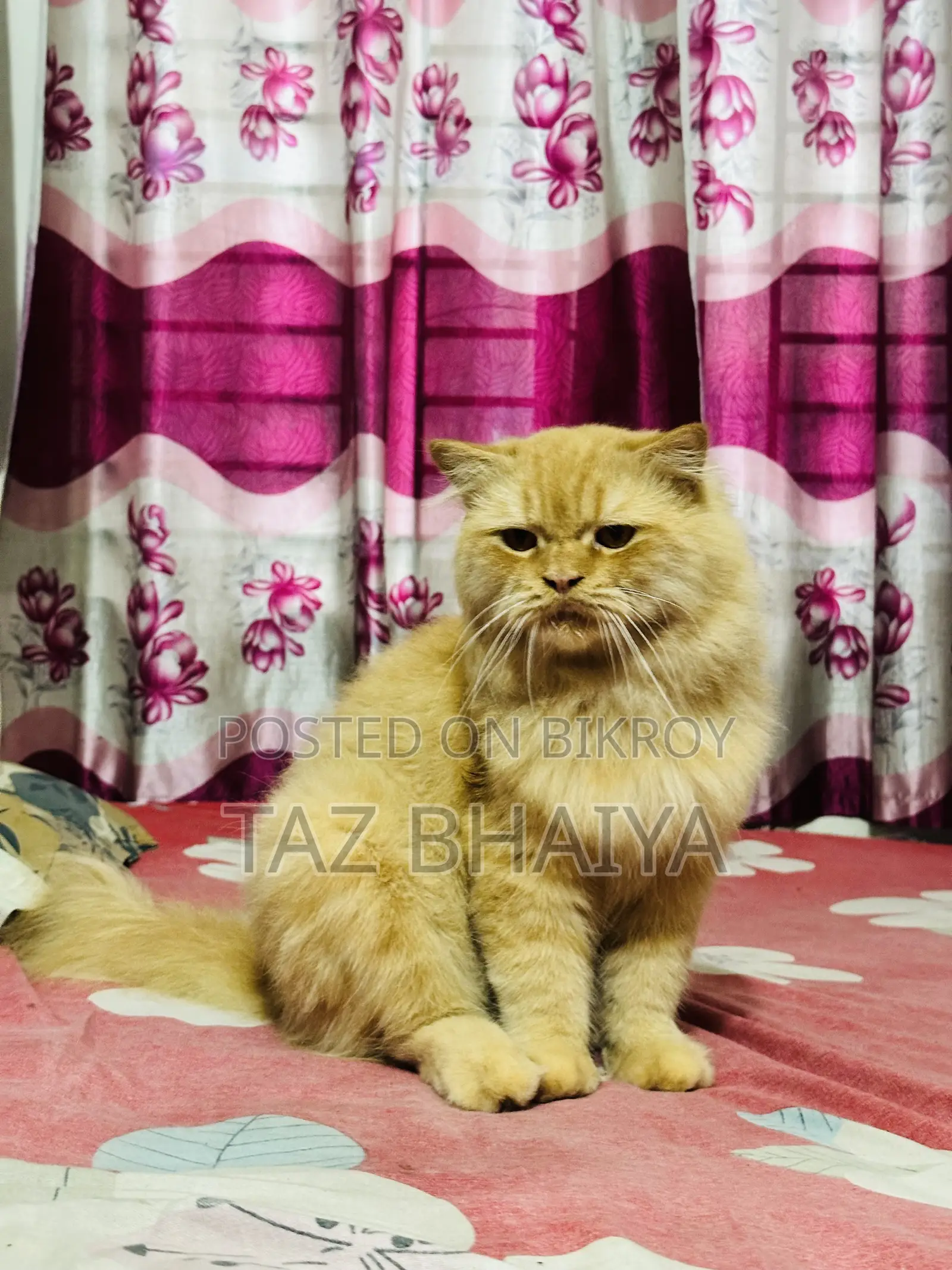 1+ Year Male Purebred Persian