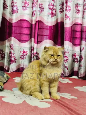 1+ Year Male Purebred Persian