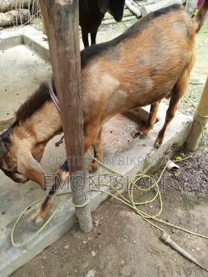 একটি ভালো মানের পাঠা ছাগল।