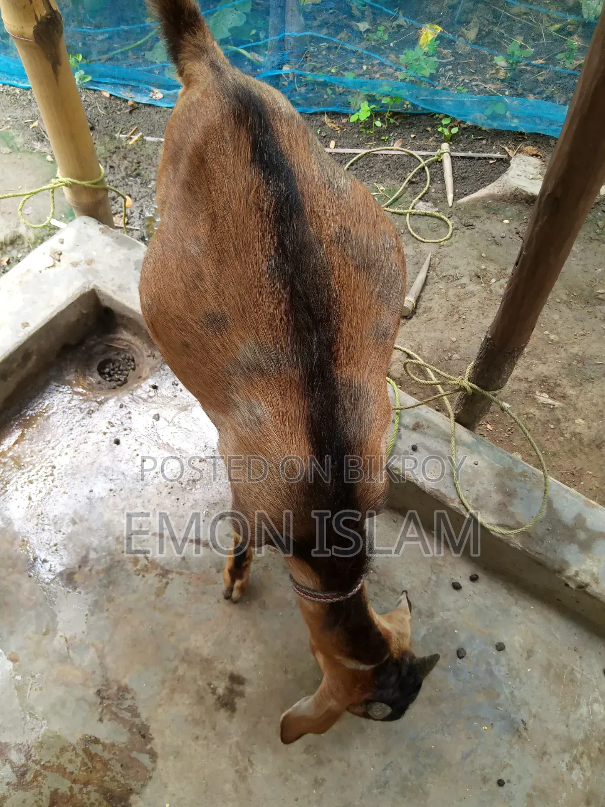 একটি ভালো মানের পাঠা ছাগল।