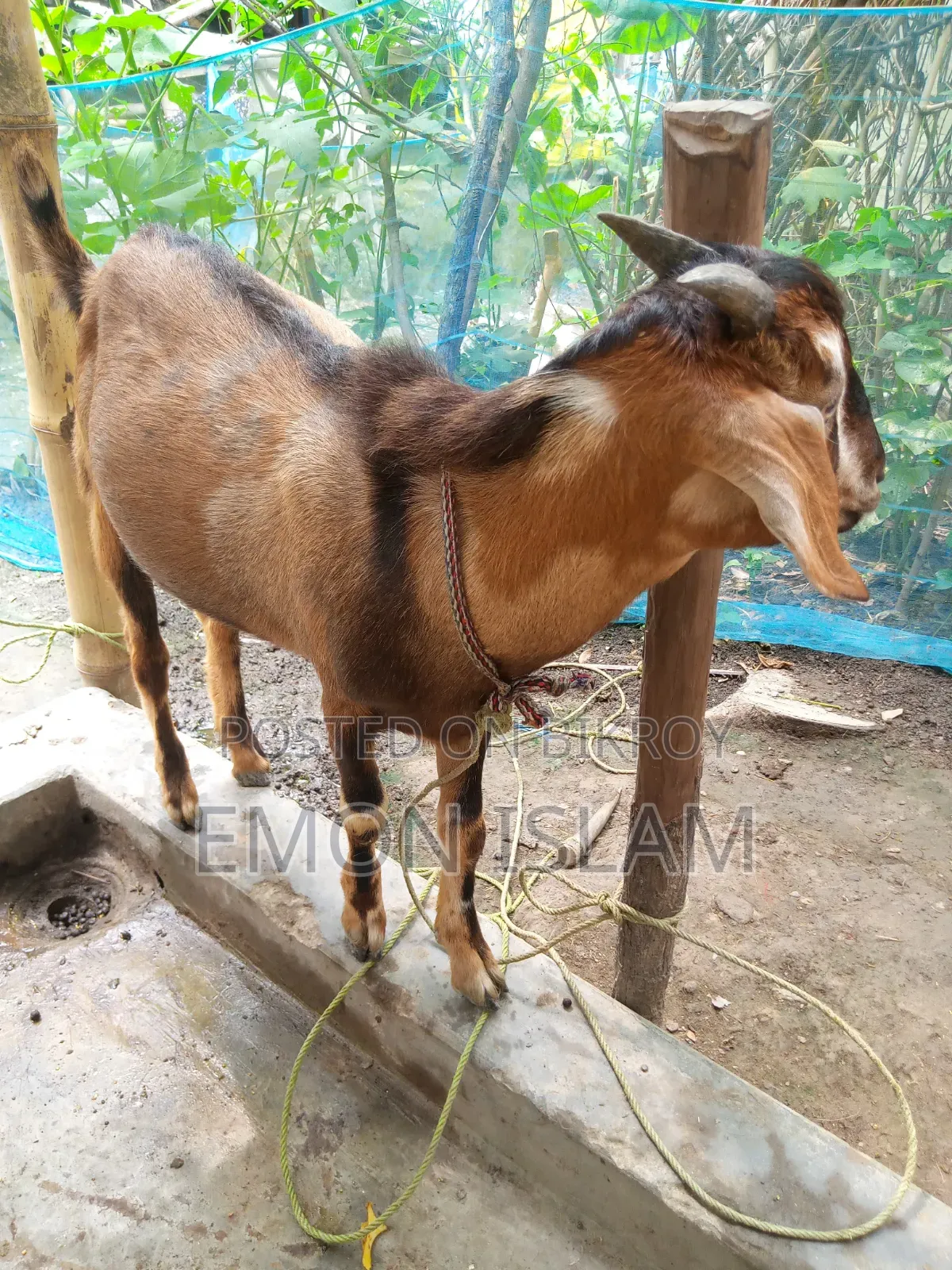 একটি ভালো মানের পাঠা ছাগল।