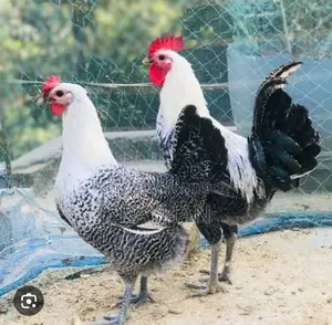 মুরগি আমাদের নিজস্ব, রানিং ডিম পারে