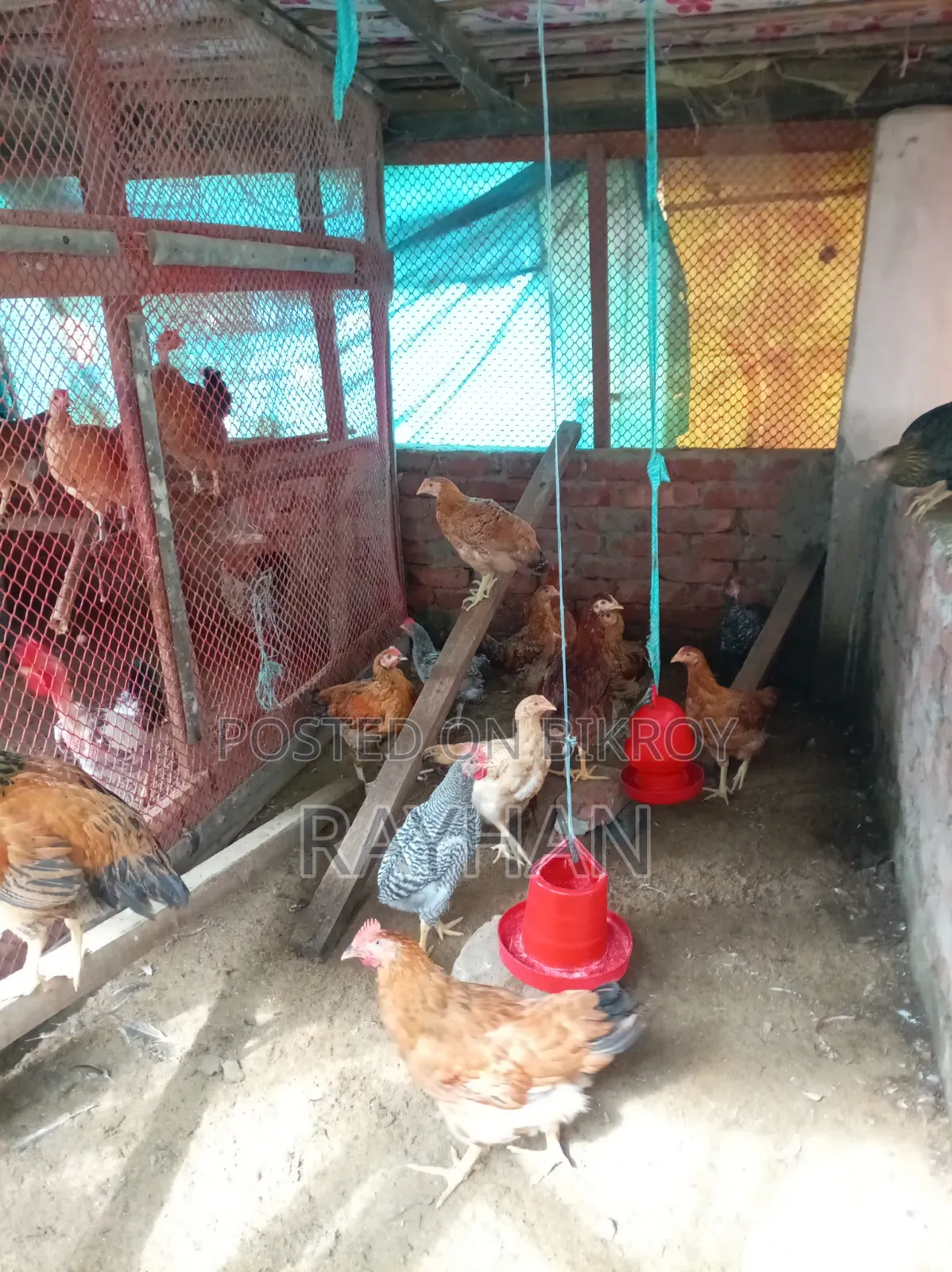 মুরগি আমাদের নিজস্ব, রানিং ডিম পারে
