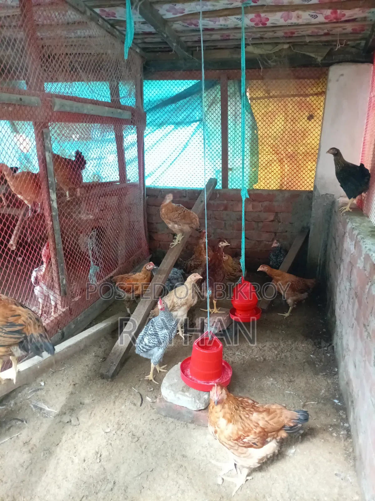 মুরগি আমাদের নিজস্ব, রানিং ডিম পারে