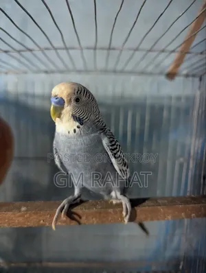 Healthy Active Home Breed Bird