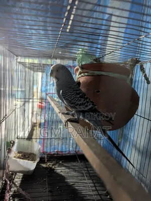 Healthy Active Home Breed Bird