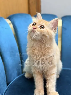 3-6 Months Male Purebred Persian