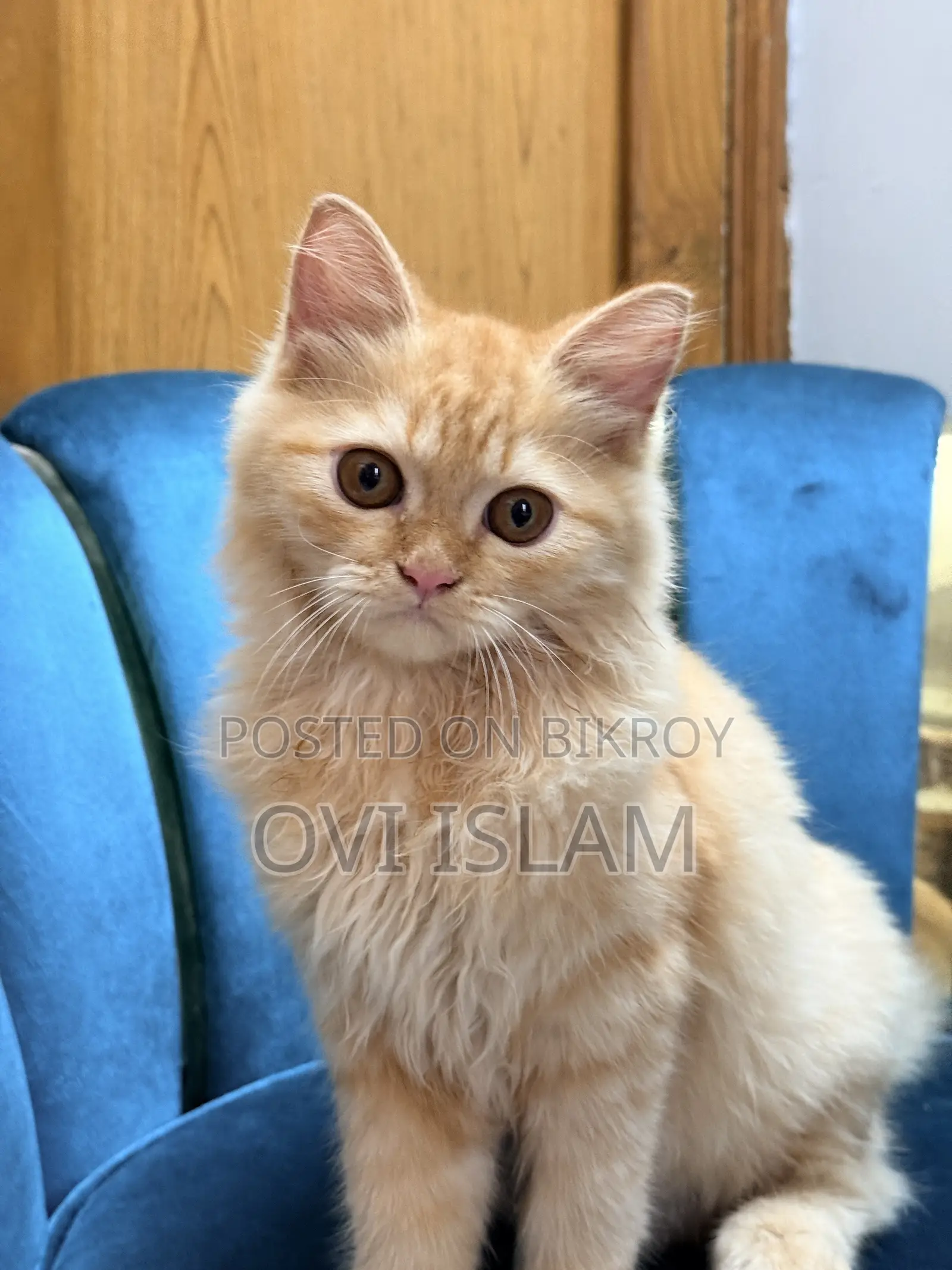 3-6 Months Male Purebred Persian