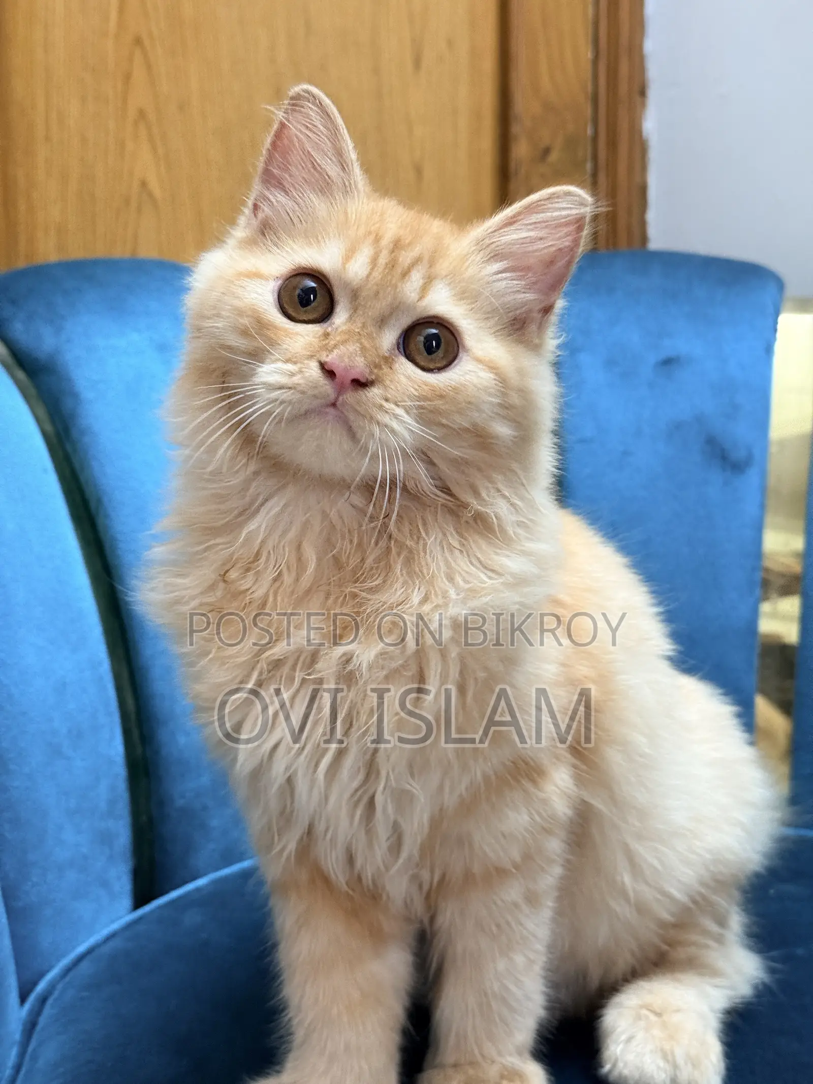 3-6 Months Male Purebred Persian