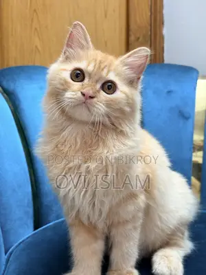 3-6 Months Male Purebred Persian