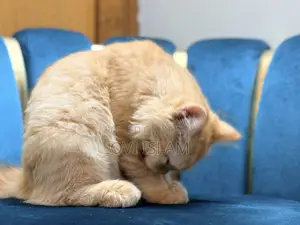 3-6 Months Male Purebred Persian