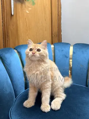 3-6 Months Male Purebred Persian
