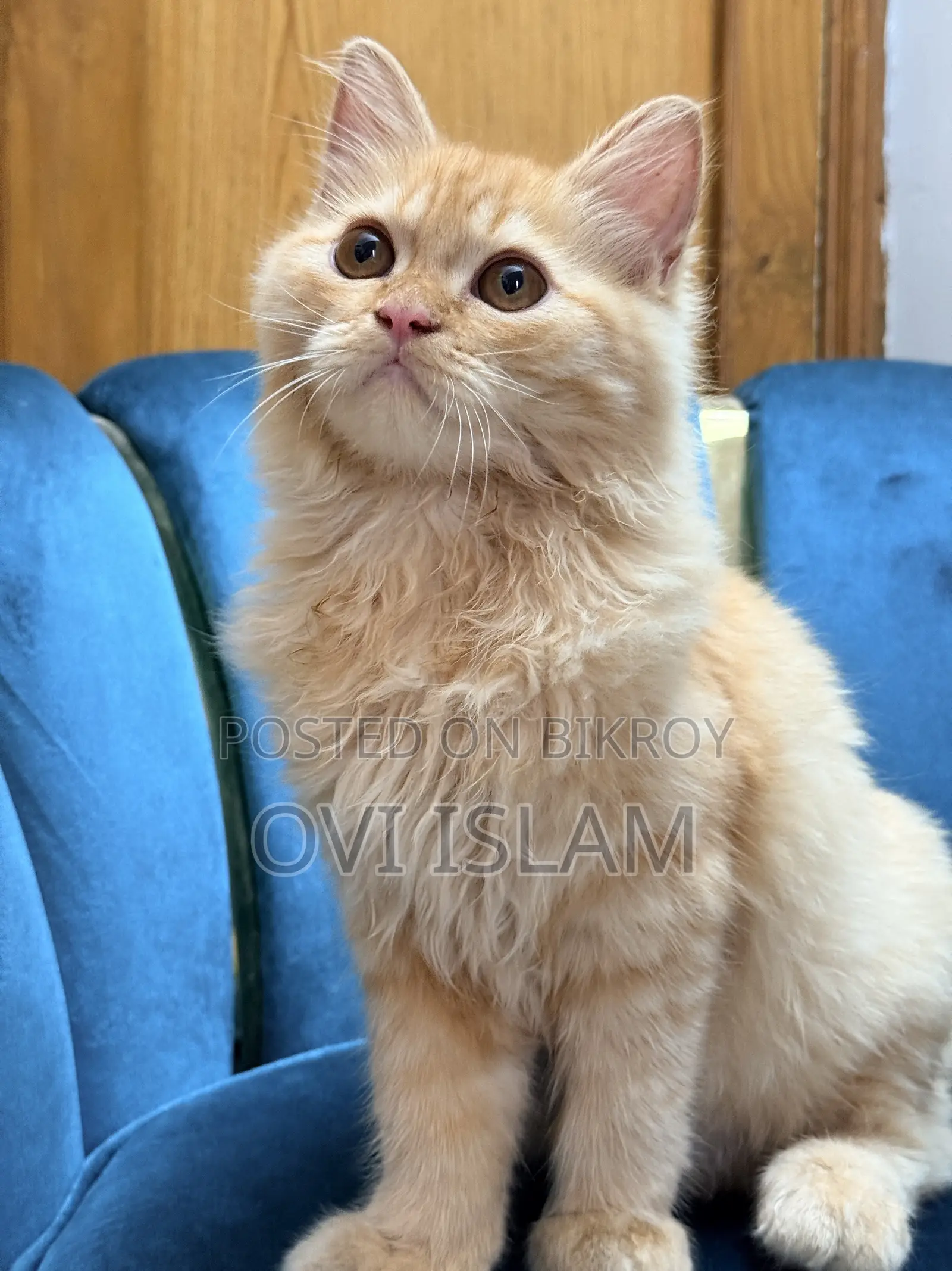 3-6 Months Male Purebred Persian