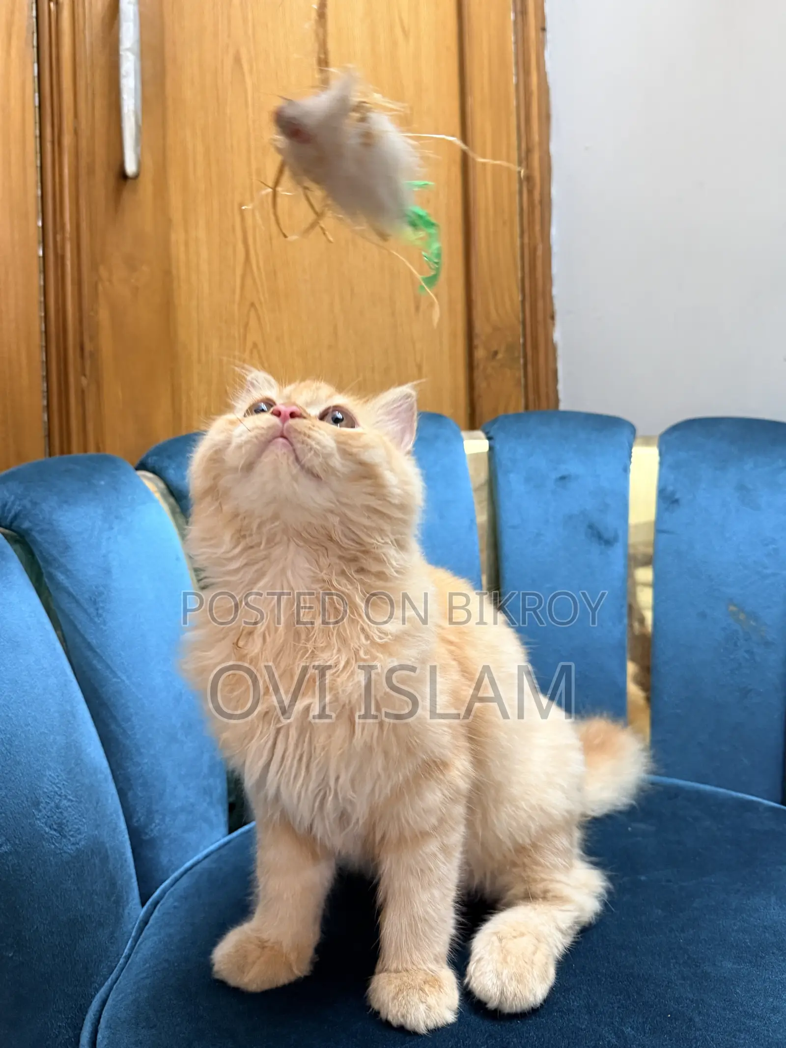 3-6 Months Male Purebred Persian