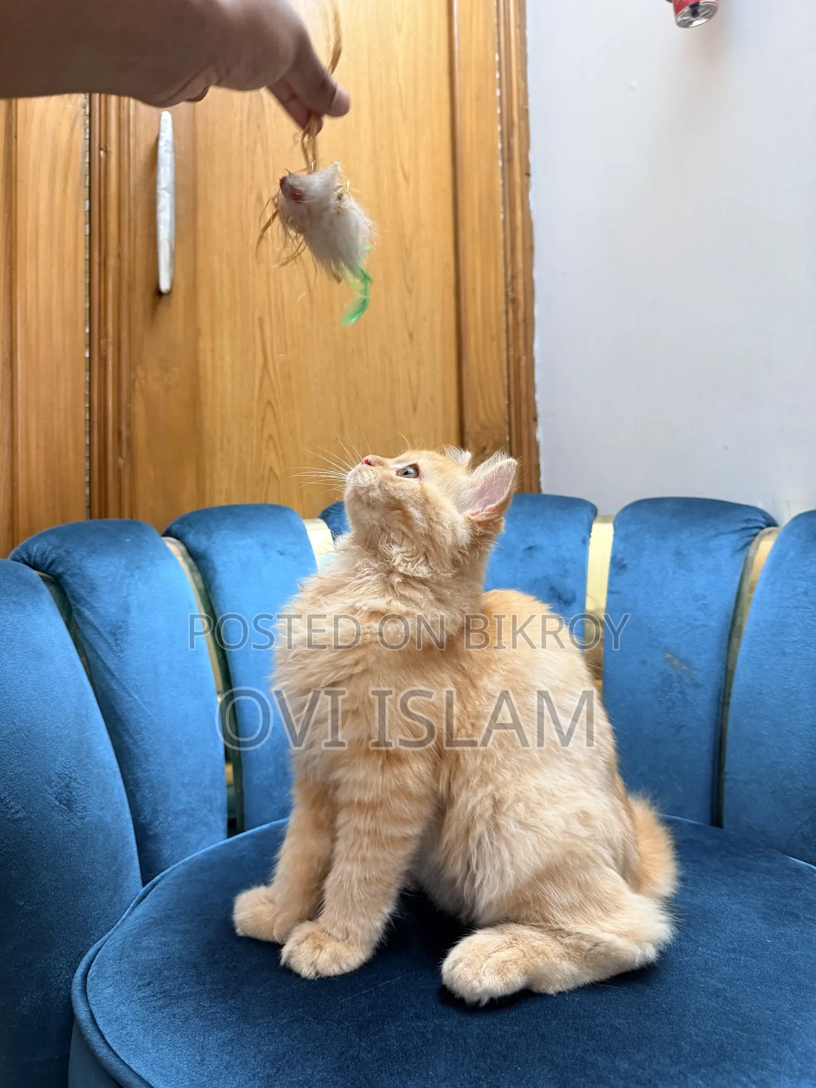 3-6 Months Male Purebred Persian