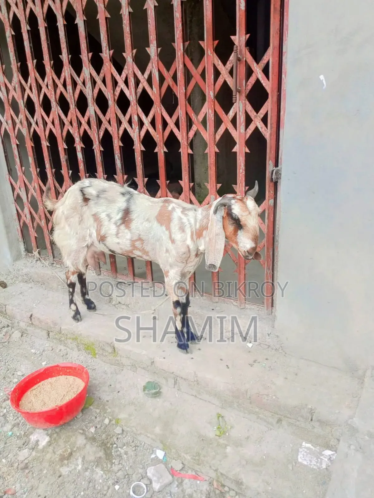 Goat Totapori Pose Another Butol