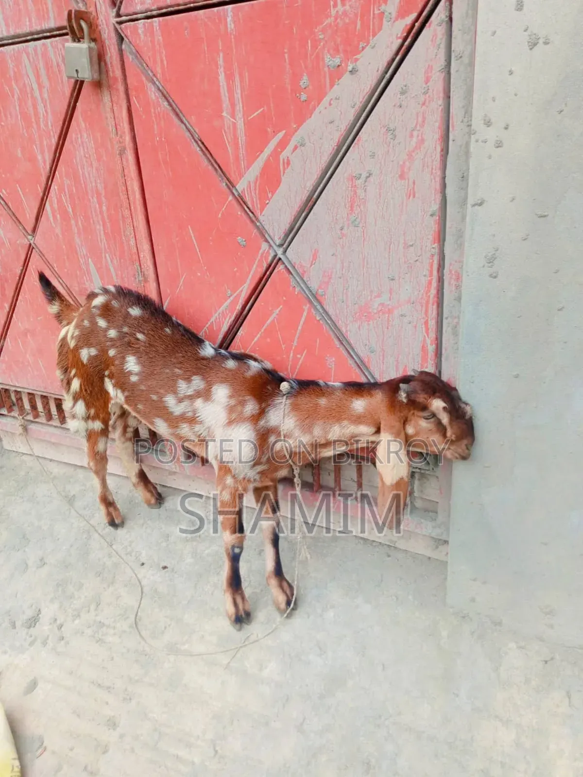 Goat Totapori Pose Another Butol
