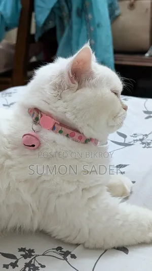 1+ Year Male Mixed Breed Persian