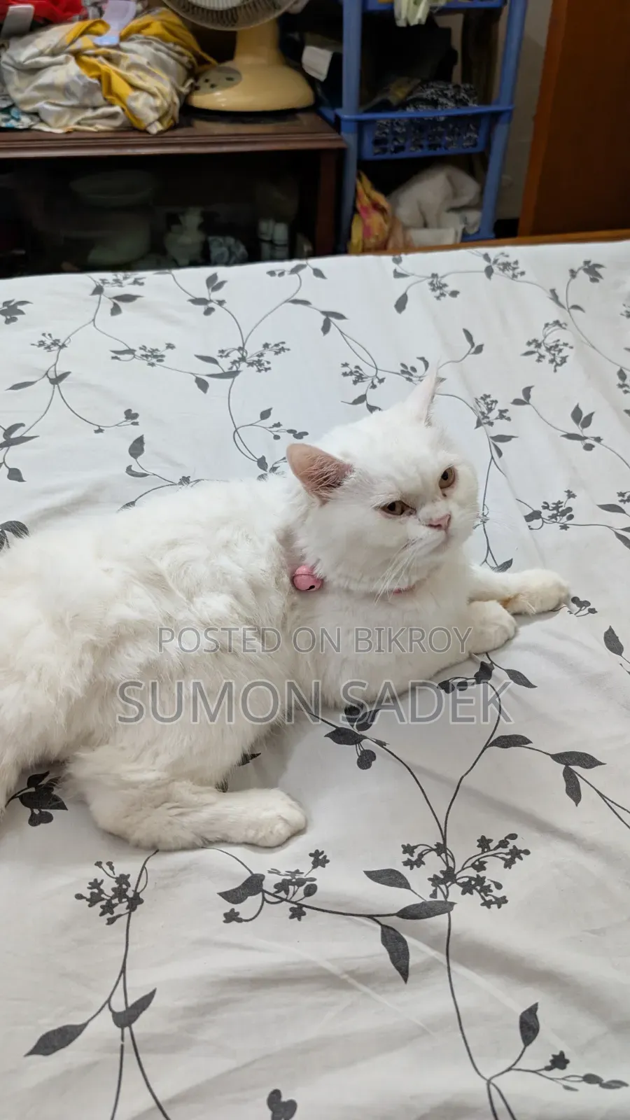 1+ Year Male Mixed Breed Persian