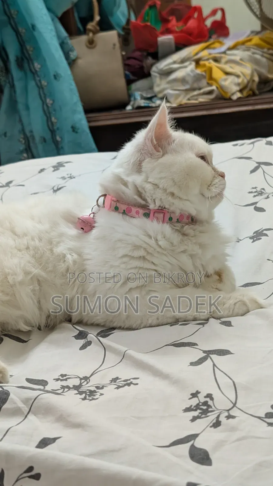 1+ Year Male Mixed Breed Persian