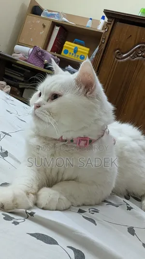 1+ Year Male Mixed Breed Persian