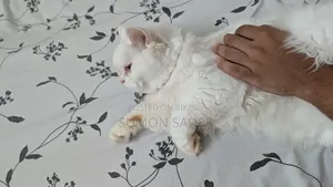 1+ Year Male Mixed Breed Persian