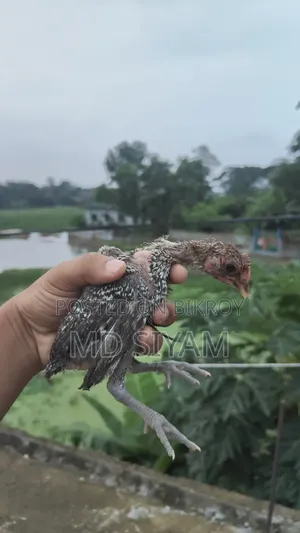 পাকিস্তানি মুরগি