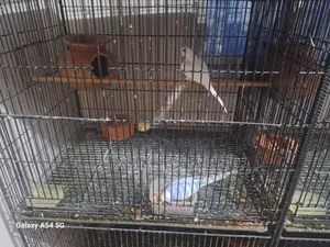Budgerigar Running 2 Pair