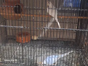 Budgerigar Running 2 Pair