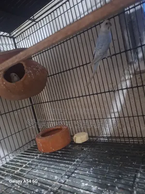 Budgerigar Running 2 Pair