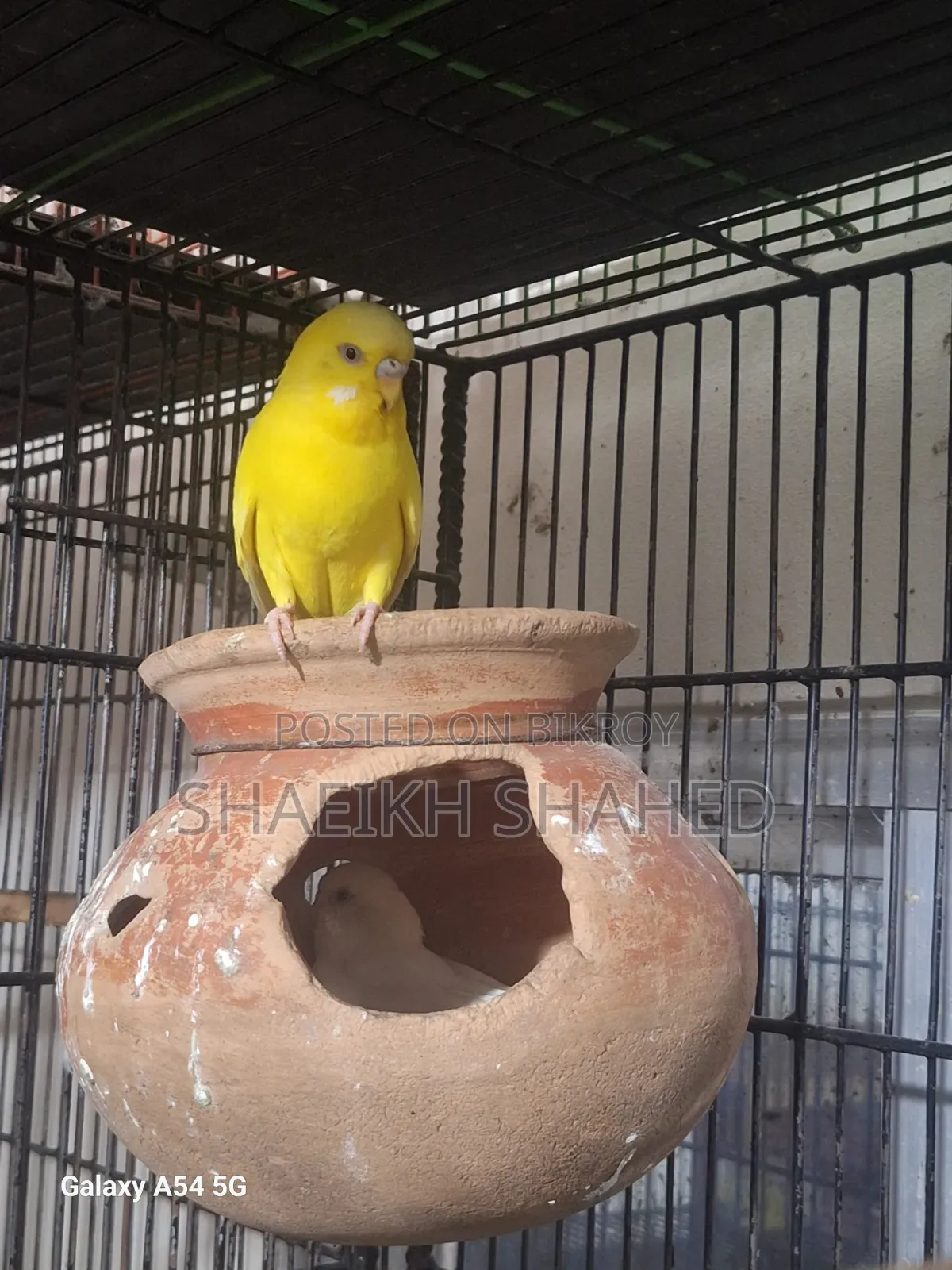 Budgerigar Running 2 Pair
