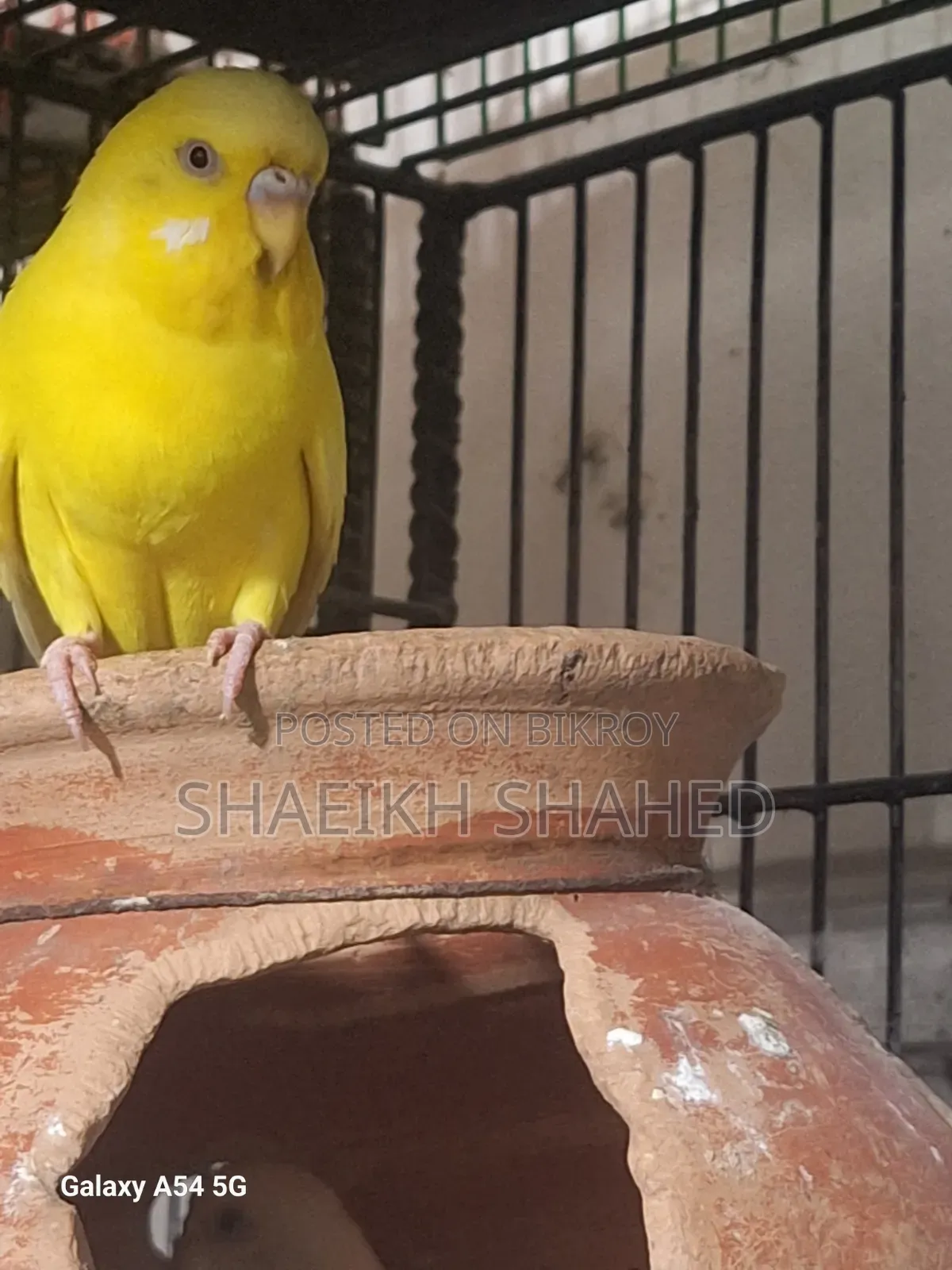 Budgerigar Running 2 Pair