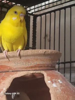 Budgerigar Running 2 Pair
