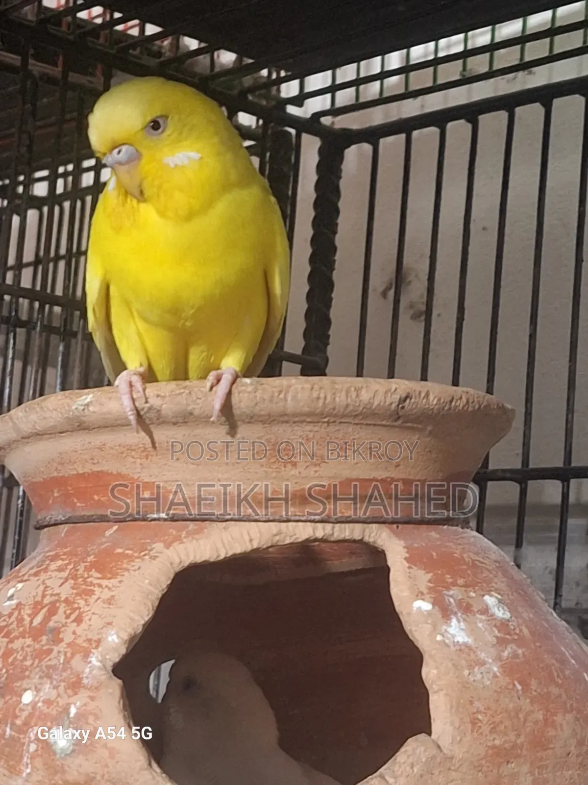 Budgerigar Running 2 Pair