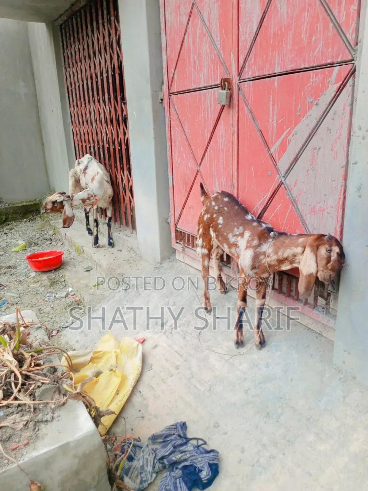 তোতাপুরী+ বিটল
