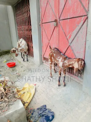 তোতাপুরী+ বিটল