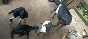 দেশি ছাগল বাচ্চা সহ বিক্রি হবে