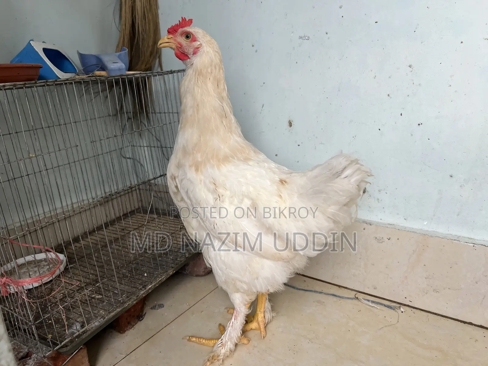 ব্রহ্মা মুরগি