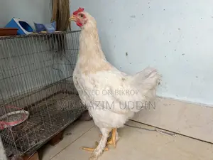 ব্রহ্মা মুরগি