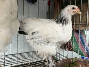 ব্রহ্মা মুরগি