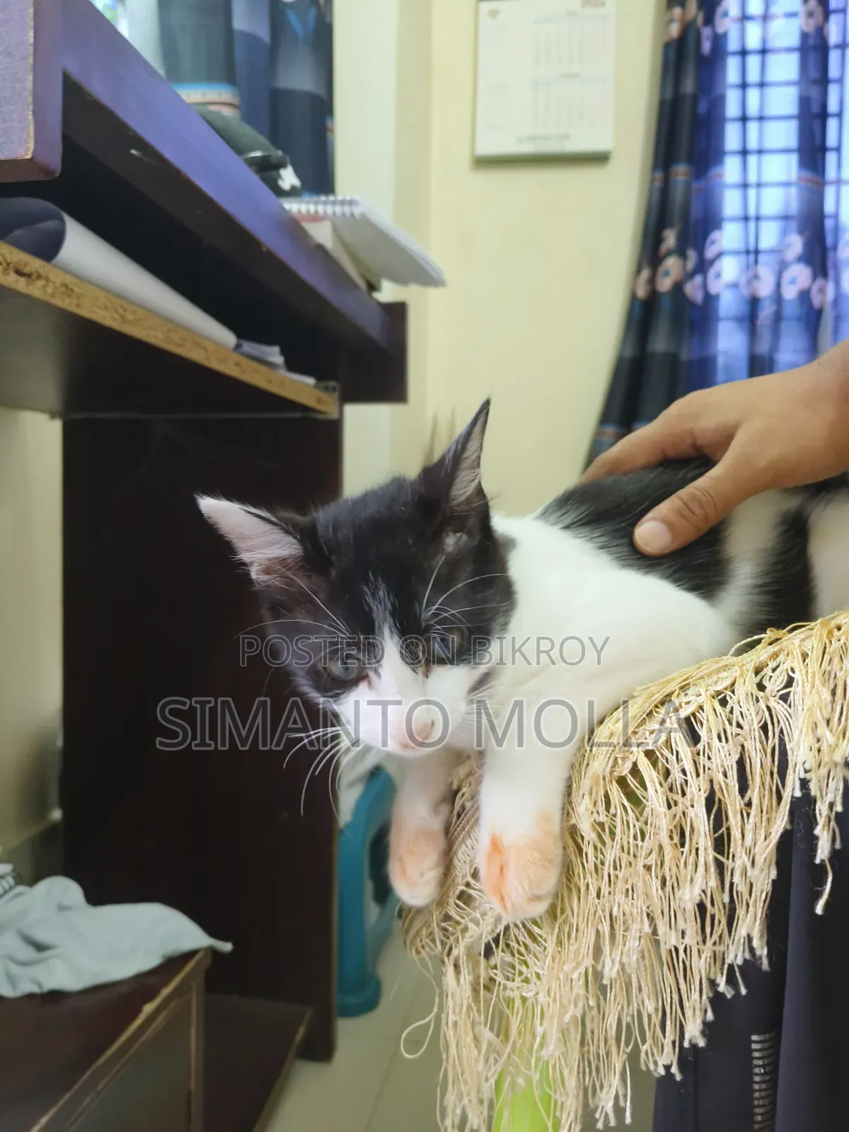 3-6 Months Female Purebred Bengal