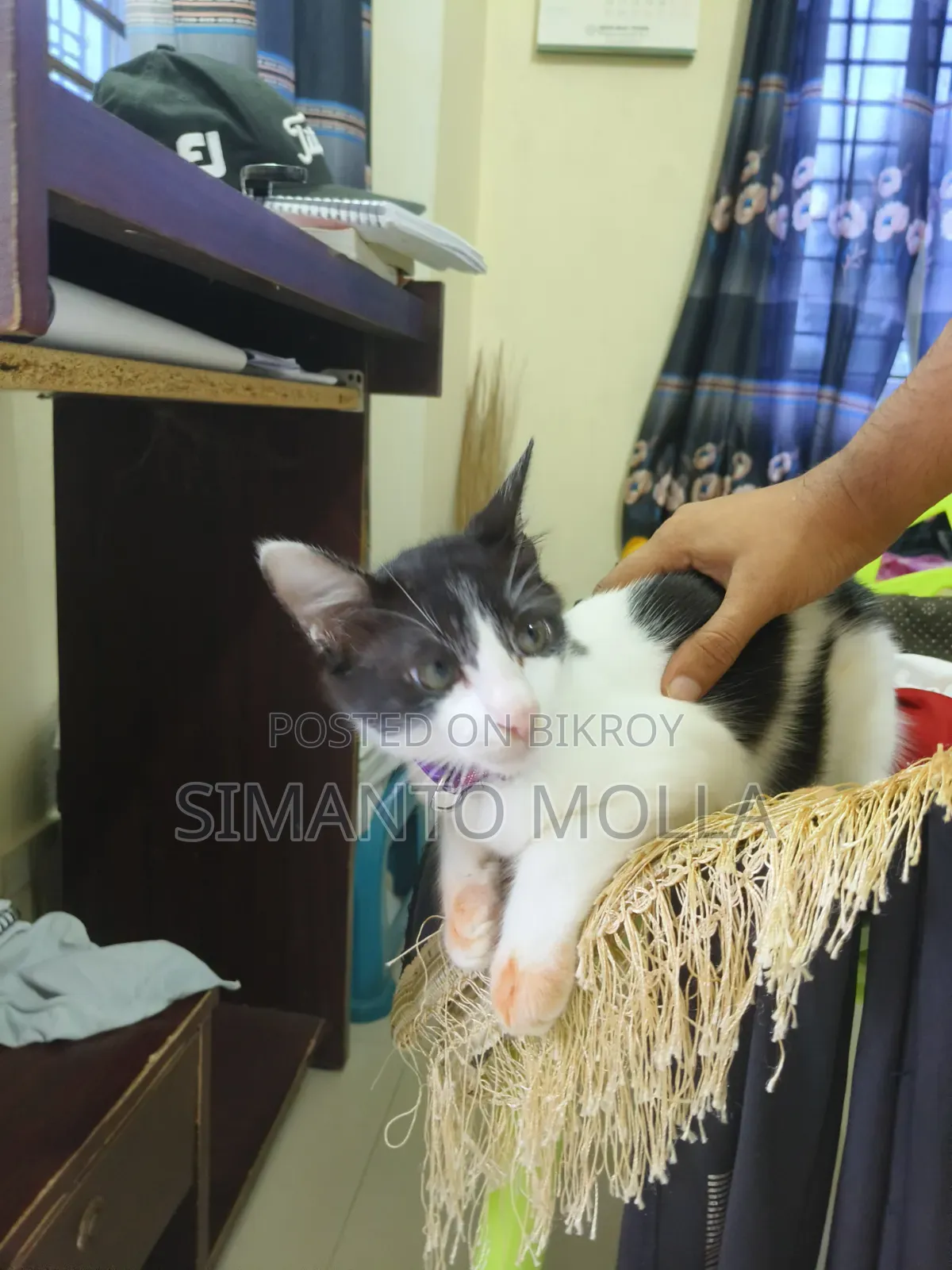 3-6 Months Female Purebred Bengal