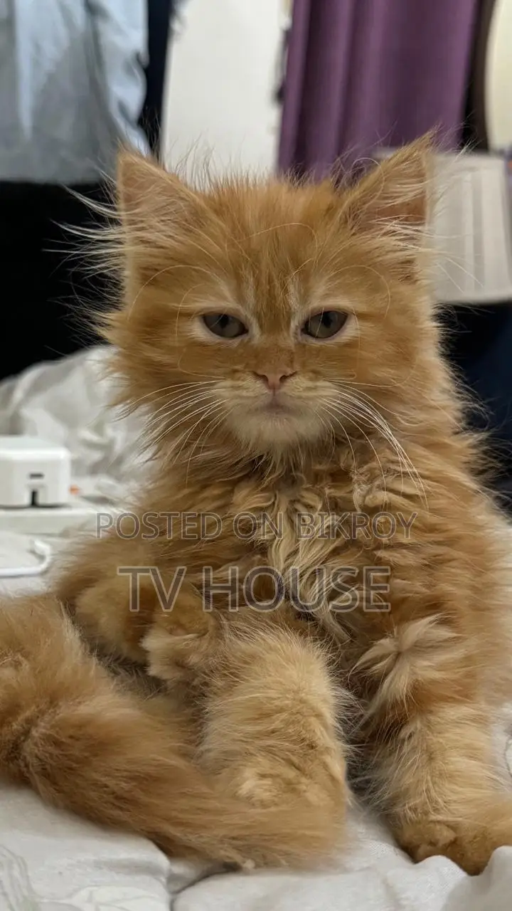 1+ Year Female Purebred Persian
