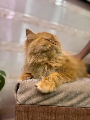 1+ Year Female Purebred Persian