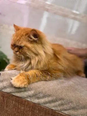 1+ Year Female Purebred Persian
