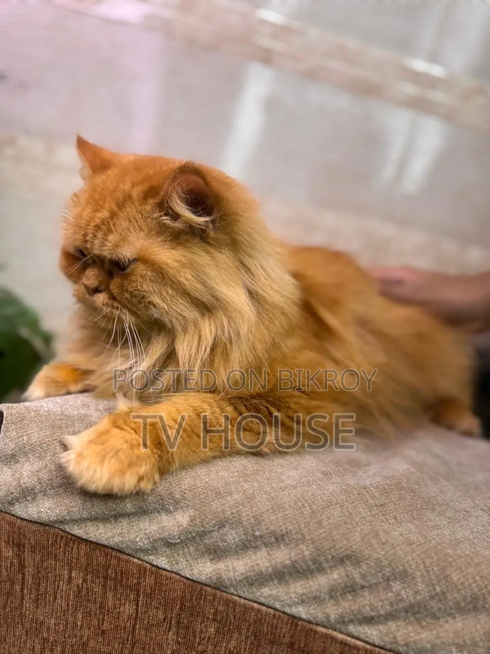 1+ Year Female Purebred Persian