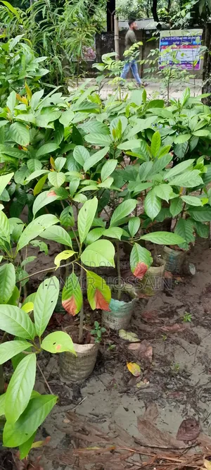লটকন + জাম + জলপাই গাছ