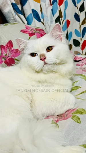 1+ Year Male Purebred Persian