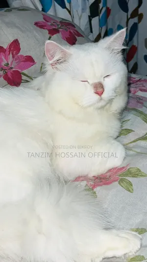 1+ Year Male Purebred Persian