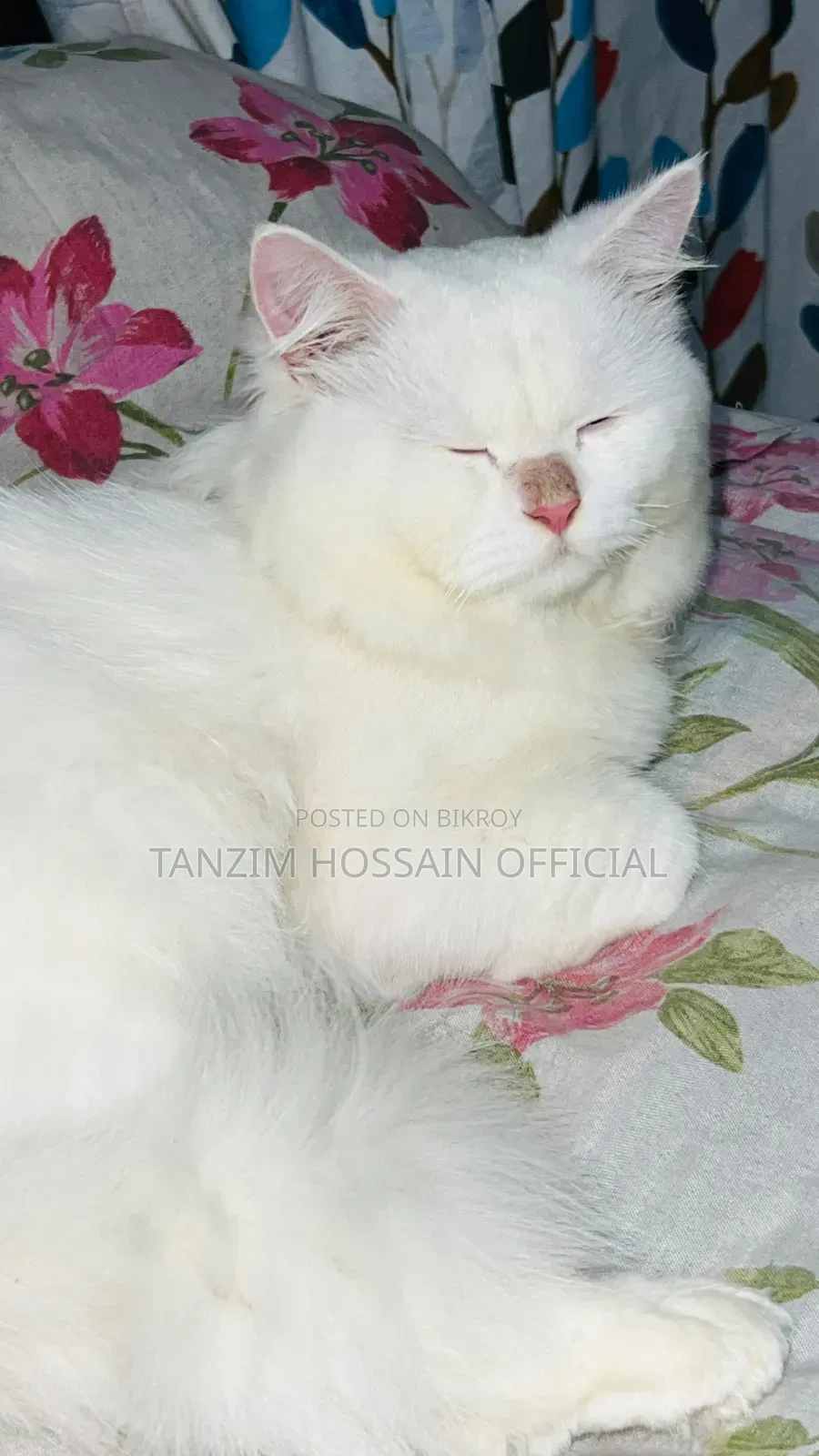 1+ Year Male Purebred Persian